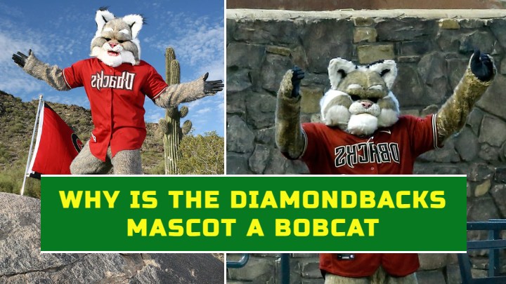 Why is the Diamondbacks' mascot a bobcat instead of a snake?